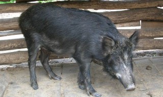 养野猪需要什么条件 养殖野猪需要办理什么