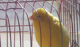 家中养鸟放在哪里最好 鸟应该养在家里哪个地方