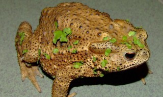 蟾蜍进家什么预兆 蟾蜍进家里的预兆是什么