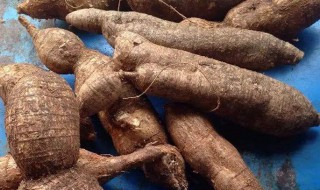 牛大力金樱子泡酒功效 牛大力的作用