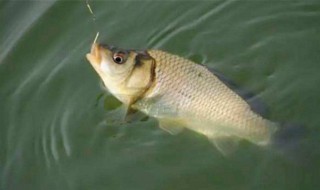 怎样野钓鲫鱼 野钓鲫鱼怎么钓