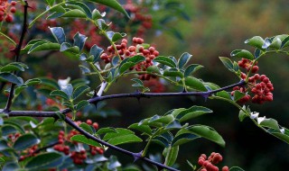 花椒树几年结果 花椒树几年结花椒