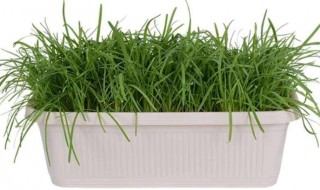 盆栽韭菜方法 看看下面怎么做的