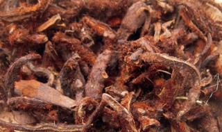 骨碎补单方功效与作用 骨碎补有哪些功效与作用呢