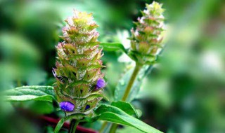 枯草的功效与作用 夏枯草有什么功效与作用