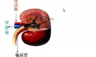 肾好的4大表现 肾脏健康的人，一般有4个表现