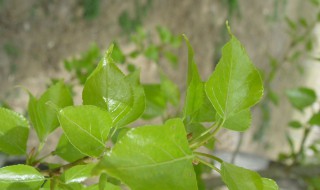 杨树叶泡水有什么功效 杨树叶泡水的作用大吗