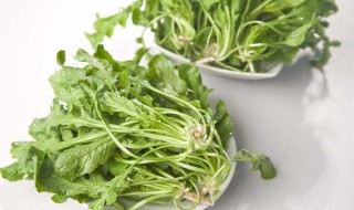 季菜的功效与作用 快来看看吧