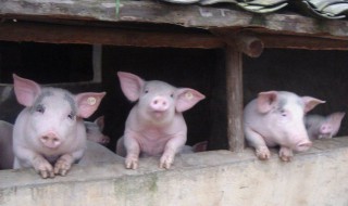 小散户能养猪吗 小散户以后还能养猪吗
