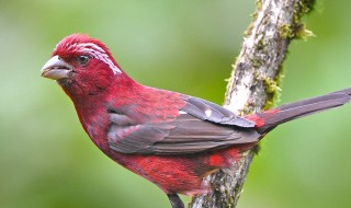 朱雀是什么动物 朱雀指什么