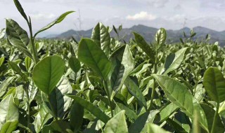 为什么铁观音是苦的 铁观音茶叶为什么苦味道