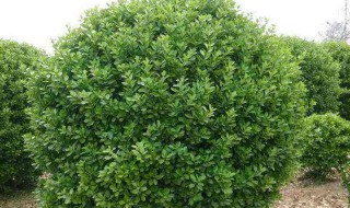 黄杨树盆荼山茶景怎么修剪 黄杨修剪技巧