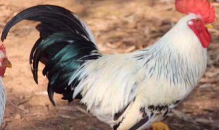 千家万户忧是什么生肖? 千家万户忧谜底