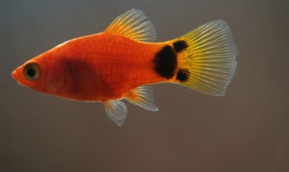 玛丽鱼快生小鱼症状 玛丽鱼生小鱼前的症状是什么?