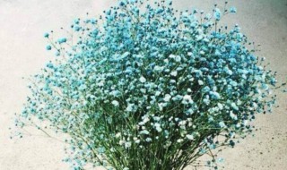 满天星养护方法 满天星对温度土壤的要求