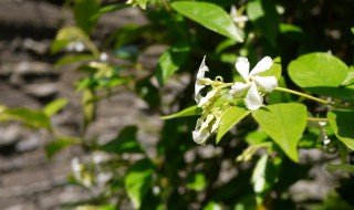 风车茉莉如何修剪 修剪哪些枝条最好