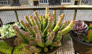 越养越值钱的植物 这两种植物越养越值钱