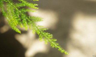 文竹兰怎么养 文竹的养殖方法