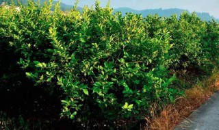 柠檬种植技术 柠檬种植技术是什么