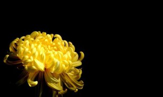 小榄菊花展地址在哪里 你会喜欢吗