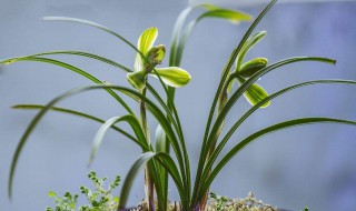 兰花冬天浇水口诀 给大家解释一下
