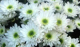 菊花如何扦插 具体步骤总结