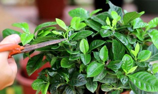 栀子花11月份用修剪吗 方法教给大家