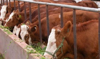 养牛人如何防布病 下面仔细介绍下