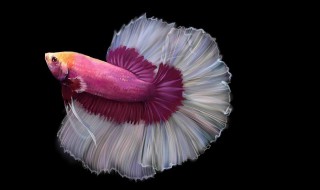 为什么家里不能养斗鱼 大家要注意了