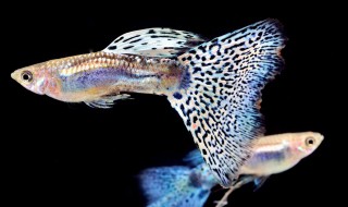 孔雀鱼小鱼苗怎么养 新手鱼友一起来瞧瞧