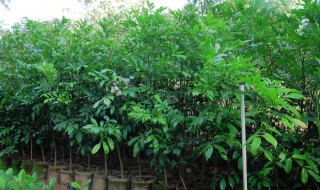 鸭公树介绍 鸭公树简介