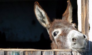 养驴最忌讳什么 需要注意哪些问题