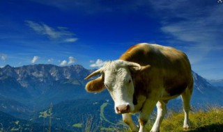 怎么样养牛 这些都是农户的技巧