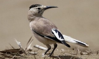 白尾地鸦介绍 白尾地鸦简介