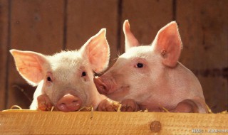 养猪注意事项 需要了解这些地方