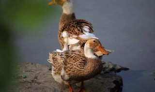 鹌鹑冬天怎么过冬 如何保证鹌鹑安全过冬