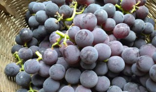 十斤葡萄放多少白酒 大家可以了解一下