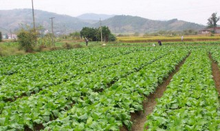 如何种植蔬菜 种菜的技巧