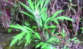 治肺癌的野菜 治肺癌的野菜有这几种