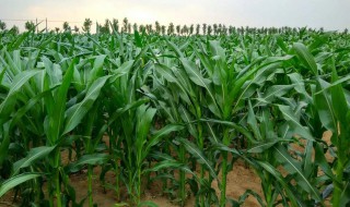 一亩地玉米能出几吨青储 品种不同出产量也不同
