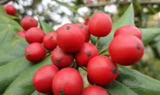 猫儿刺果子泡酒的功效 猫儿刺泡酒有什么功效