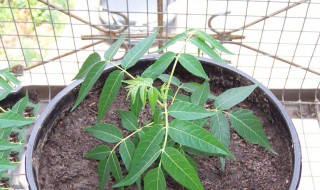 臭椿树皮泡水喝的功效 臭椿树皮煎水喝有什么作用