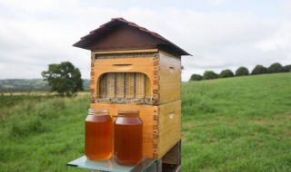 国宝中蜂箱规格 你了解多少