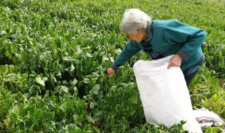 冬菠菜最佳种植时间和方法 有需要的朋友可以收藏