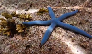 蓝指海星介绍 蓝指海星的简介