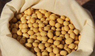 黄豆沤肥要多久 黄豆沤的肥料多久才能用