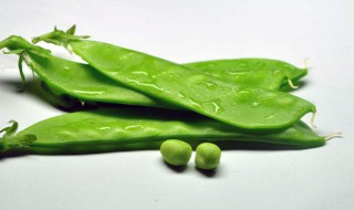 广东荷兰豆种植时间 详细为大家介绍