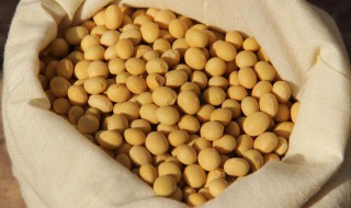 黄豆面加酵母菌怎么做肥料 黄豆加酵母菌发酵做肥料的方法