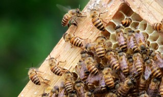 新手养蜂五禁忌 一起来养蜂