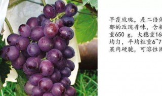 葡萄防裂果配方 怎么防治葡萄裂果